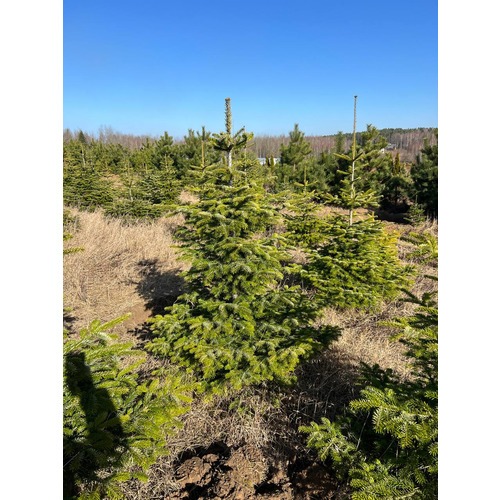 Фото товара Пихта Нордмана - вид 2