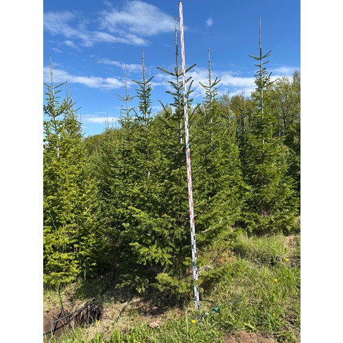 Фото товара Пихта - вид 7