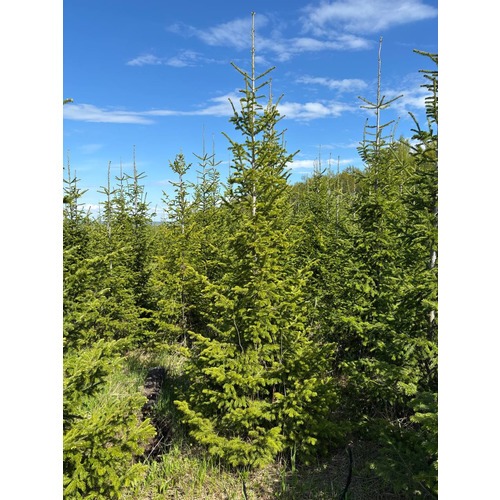 Фото товара Пихта - вид 6