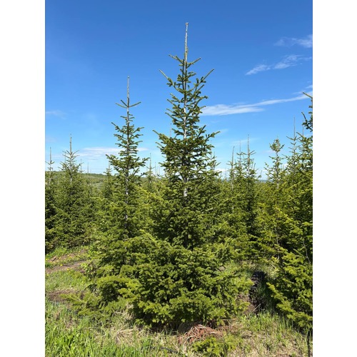 Фото товара Пихта - вид 4