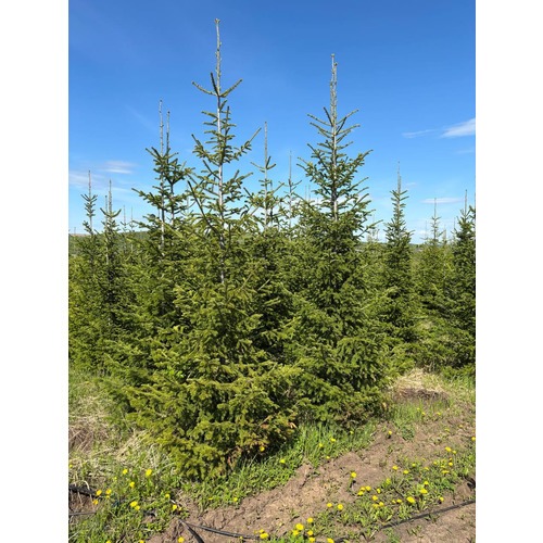 Фото товара Пихта - вид 3