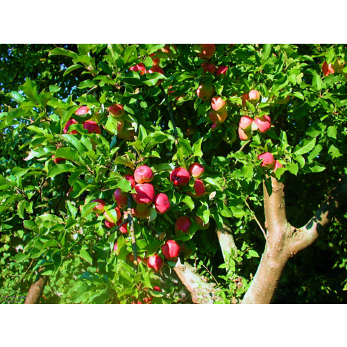 Фото товара  - вид 1