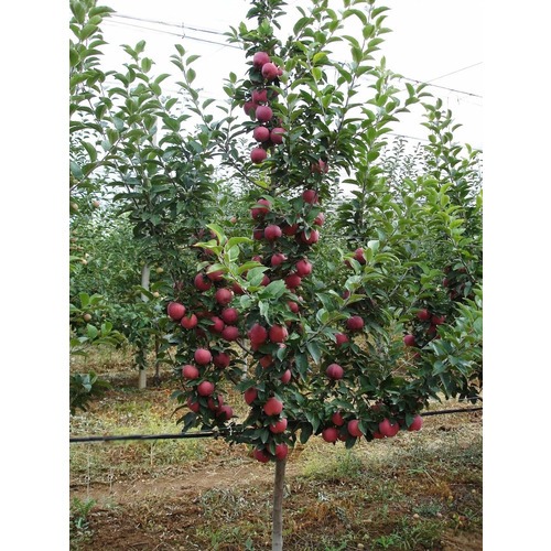 Фото товара  - вид 5