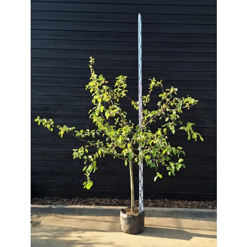 Фото товара  - вид 2