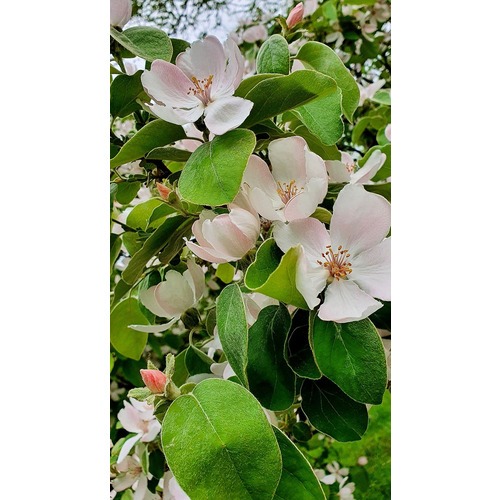 Фото товара  - вид 4