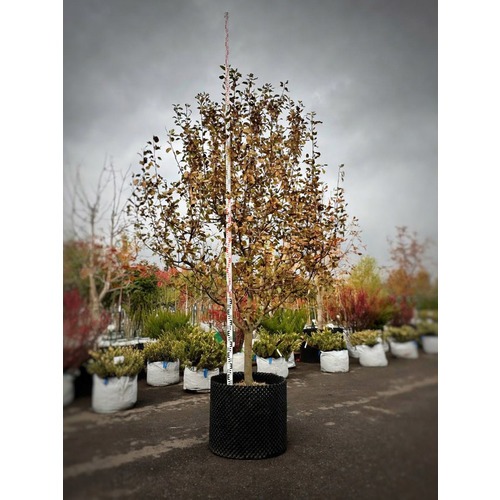 Фото товара  - вид 3