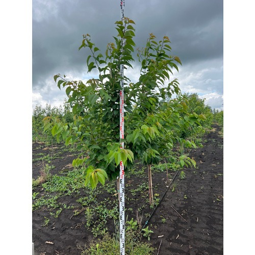 Фото товара  - вид 10