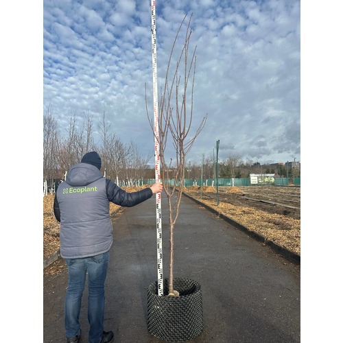 Фото товара  - вид 8