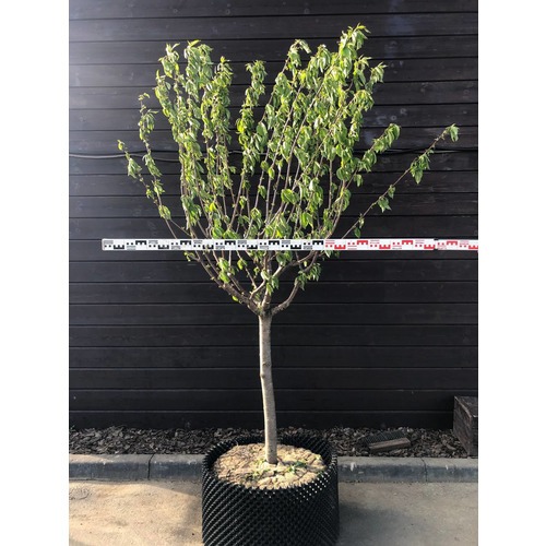 Фото товара  - вид 7