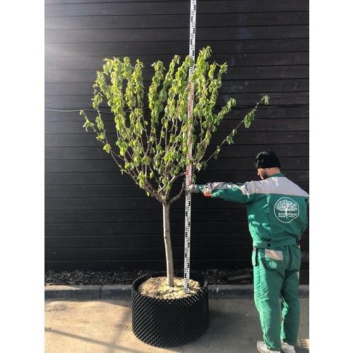 Фото товара  - вид 6