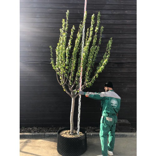 Фото товара  - вид 5