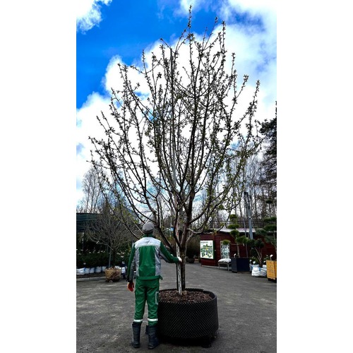 Фото товара  - вид 4