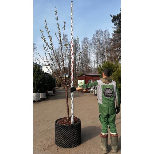 Фото товара  - вид 2