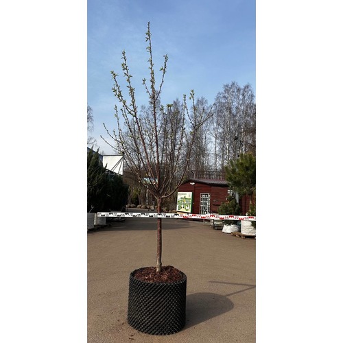 Фото товара  - вид 1