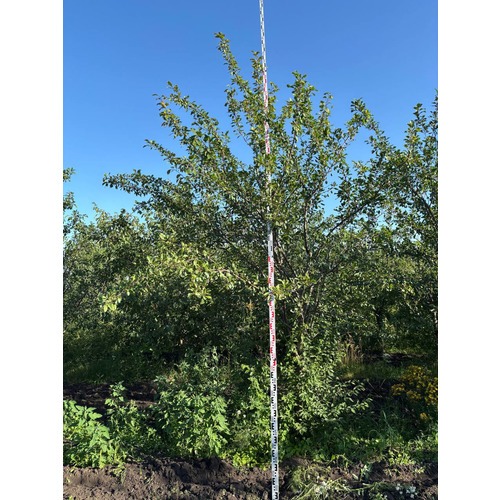 Фото товара  - вид 5