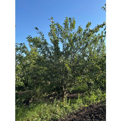 Фото товара  - вид 6