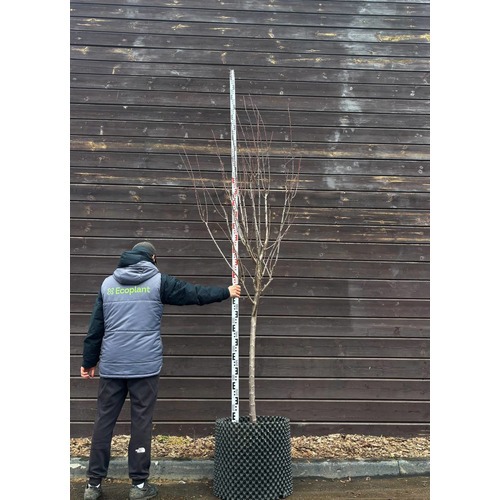 Фото товара  - вид 2