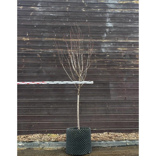 Фото товара  - вид 1