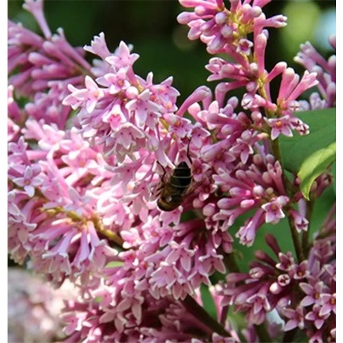 Фото товара Сирень Венгерская - вид 3