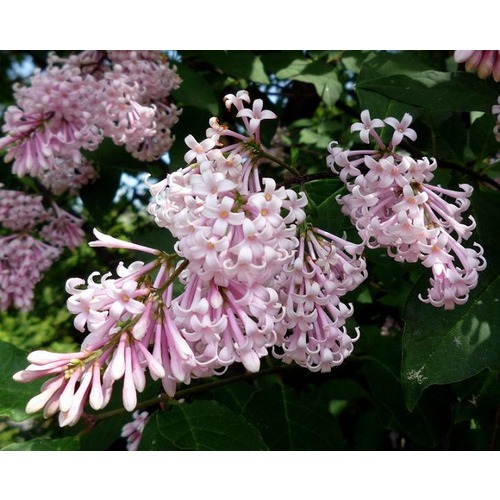 Фото товара Сирень Венгерская - вид 2