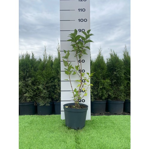 Фото товара  - вид 2