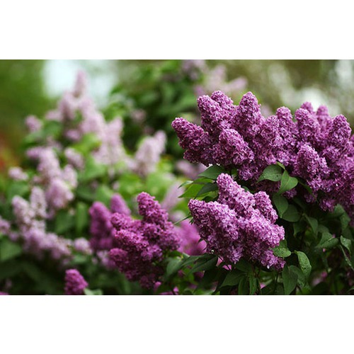 Фото товара  - вид 3