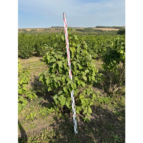 Фото товара  - вид 4