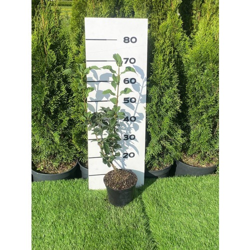 Фото товара Сирень Венгерская - вид 1