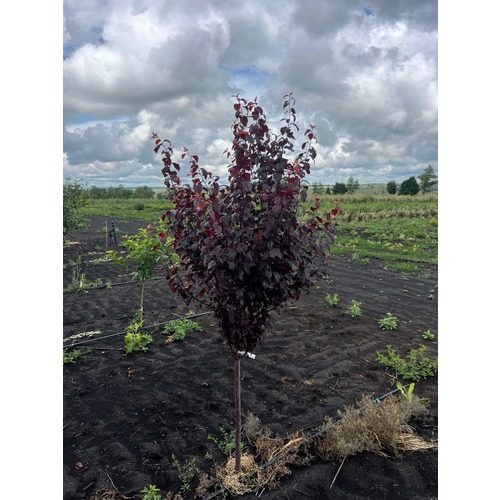 Фото товара Слива Голливуд - вид 3