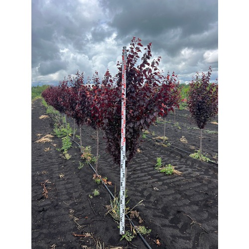 Фото товара Слива Голливуд - вид 4