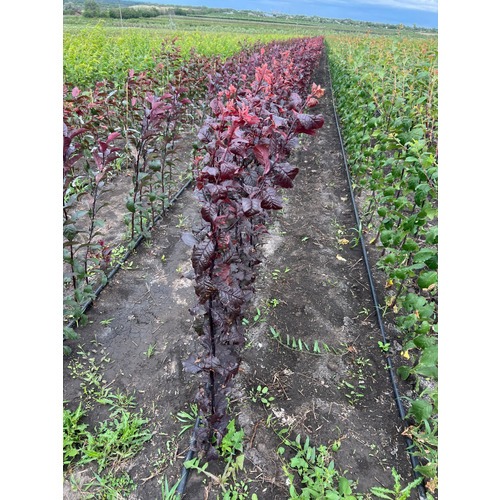 Фото товара Слива Голливуд - вид 1