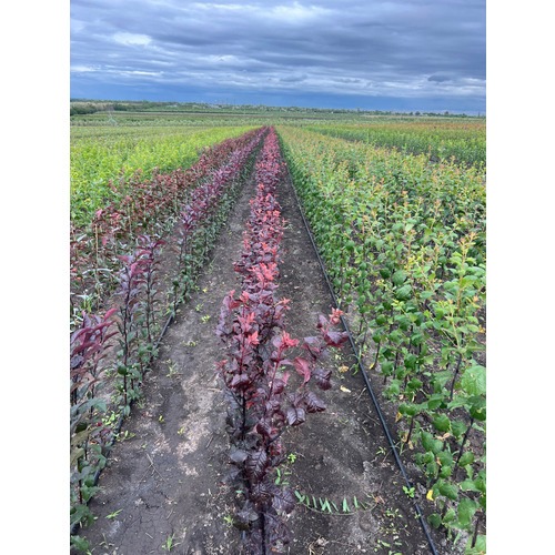 Фото товара Слива Голливуд - вид 2