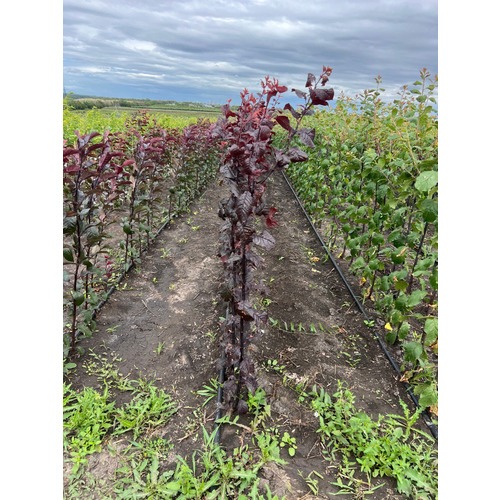 Фото товара Слива Голливуд - вид 3