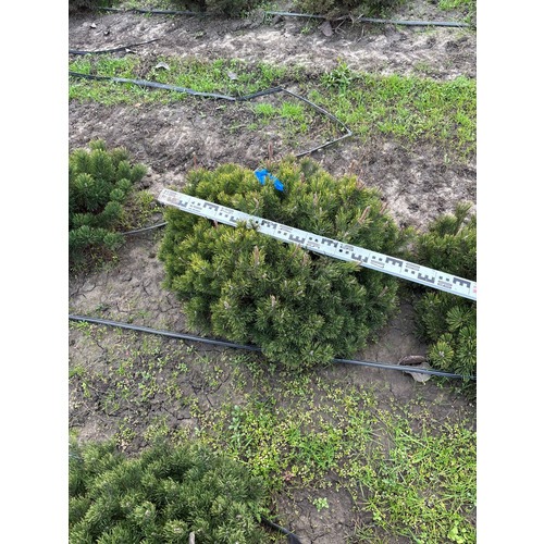 Фото товара Сосна Горная Пумилио - вид 9