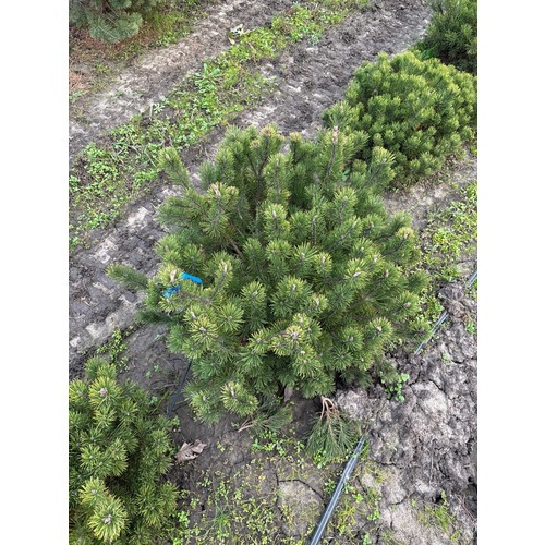 Фото товара Сосна Горная Пумилио - вид 7