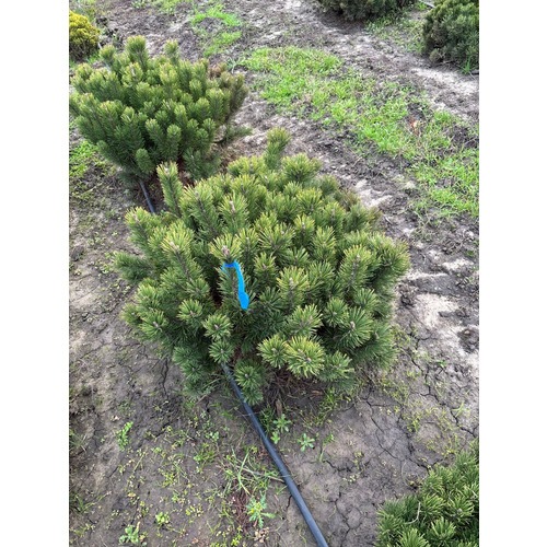 Фото товара Сосна Горная Пумилио - вид 6