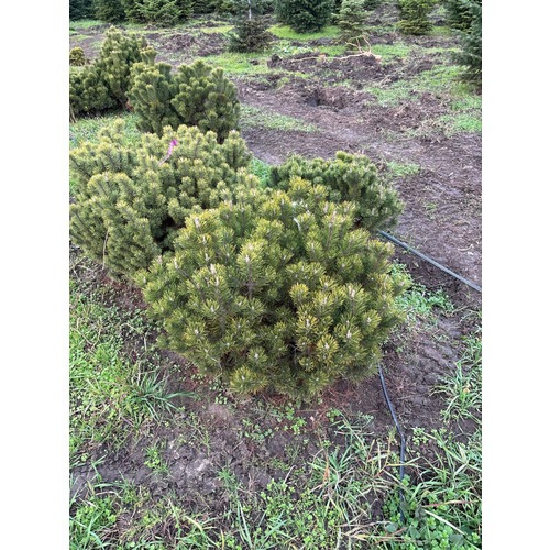 Фото товара Сосна Горная Пумилио - вид 1