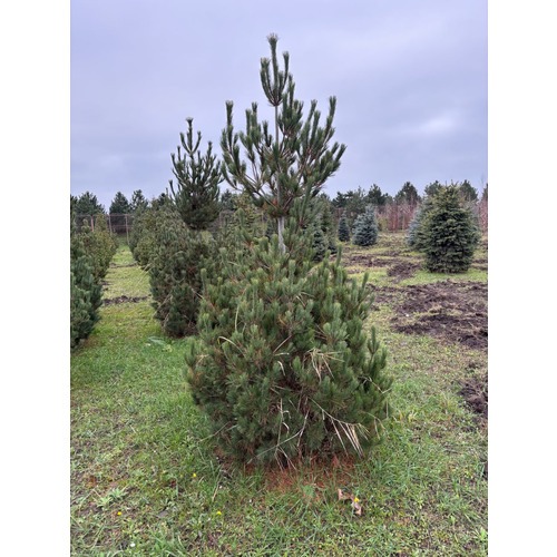 Фото товара Сосна румелийская - вид 2