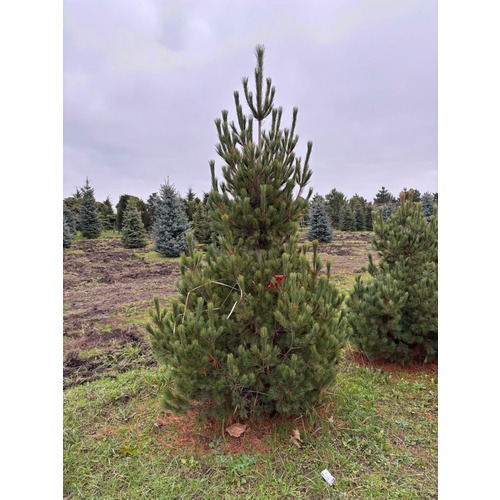 Фото товара Сосна румелийская - вид 3