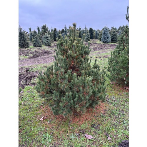 Фото товара Сосна румелийская - вид 4