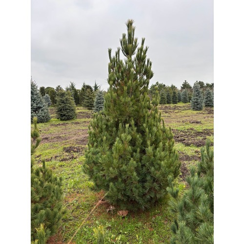 Фото товара Сосна румелийская - вид 5