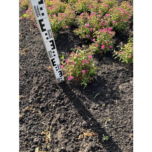 Фото товара Спирея японская 