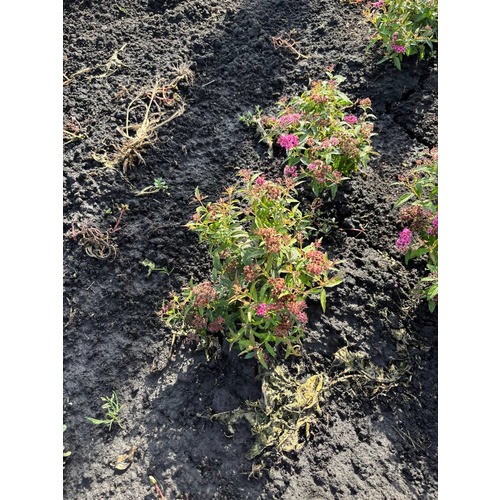 Фото товара Спирея японская 