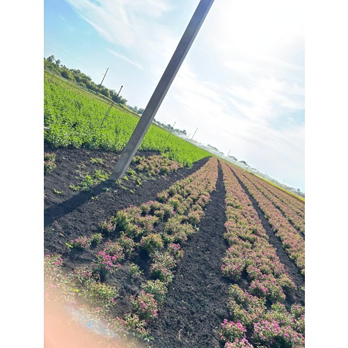 Фото товара Спирея японская 