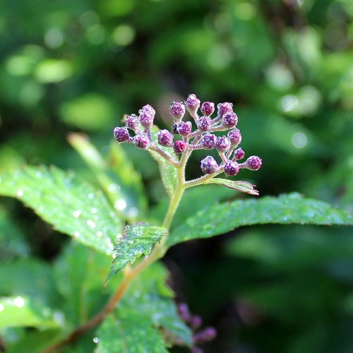 Фото товара Спирея японская 'Dart's Red' - вид 3
