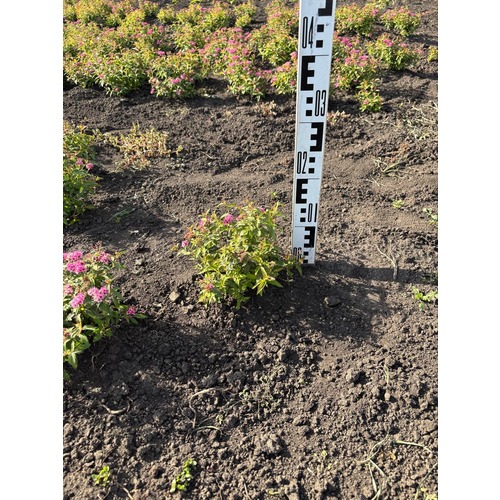 Фото товара Спирея японская 'Dart's Red' - вид 5