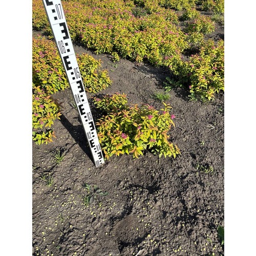 Фото товара Спирея японская 'Goldflame' - вид 6