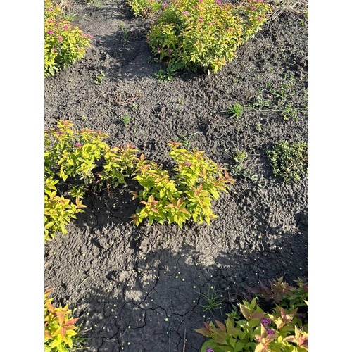 Фото товара Спирея японская 'Goldflame' - вид 2