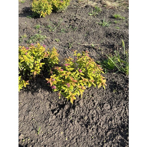 Фото товара Спирея японская 'Goldflame' - вид 3