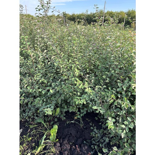 Фото товара Спирея Вангутта - вид 1